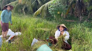 CÙNG NGUYỄN HUỆ MIỀN TÂY RA ĐỒNG CẮT LÚA CHÉT ,VÁC VỀ KHÔNG NỔI LUÔN(TTVLOG)