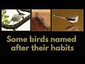 SOME BIRDS NAMED AFTER THEIR HABITS