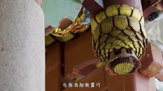 【瞰見客庄】空拍Ep.54 文昌祠，苗栗市｜倡設文化教育中心 教化莘莘學子｜