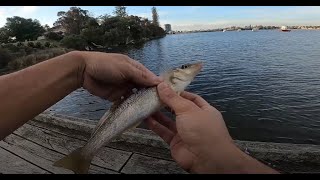 Episode 4 - Having fun with small bream, yellowtail and whiting