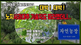 G043 대박! 노지사과대추 100점 만점에 102점 - 놀라운 결실 중...덤으로 선녀벌레 갈색매미충등 싹쓰리~ 기술지도