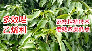 荔枝豐產穩產的關鍵是控梢，記得打乙烯利+多效唑，以及環割   The key to high and stable lychee production is to control the shoots