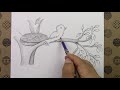 karakalem kolay ağaç ve kuş Çizimi Çizim hobimiz Çizimleri easy tree and bird drawing