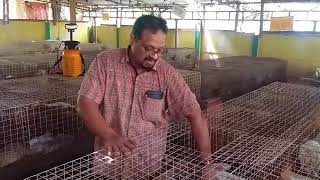 ആഷിയാന മുയൽ ഫാം  Dr.Migdad Ashiyana Rabbit farm # 143 (खारगोश पालान 5 )