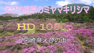 【HD】えびの高原のミヤマキリシマ　宮崎県えびの市