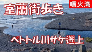 室蘭街歩きペトトル川サケとチマイベツ川サケ遡上まだまだサケは川を上ってきます