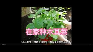 在家种植木耳菜，方法簡單，你學會了嗎？