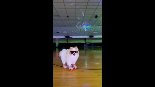 Koda Goes Roller Skating