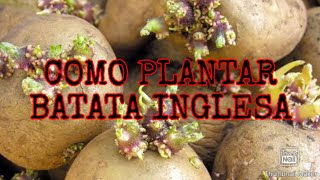 COMO PLANTAR BATATA INGLESA/ COMO TER BATATA INGLESA NO QUINTAL DE CASA#plantaremcasa#hortanoquintal