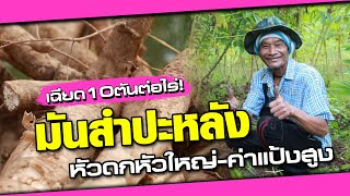 วิธีปลูกมันสำปะหลังให้ได้ค่าแป้งสูง ระเบิดหัวใหญ่ขั้นเทพ | เกษตรรวย