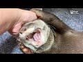 カワウソビンゴ鼻くそついた甘えん坊 otter bingo acting cute with booger in his nose