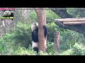 20151115圓仔捲嘛花式的下樹法 the giant panda yuan zai