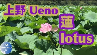 【Vlog】上野駅から不忍池まで蓮を見に行く【2020】