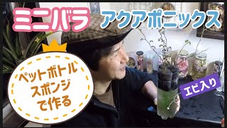 【冬のミニバラ】変な植え替え！の巻き