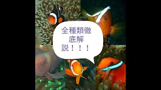 [ダイビング]全種類のクマノミを徹底解説！！！All Anemone Fish Description