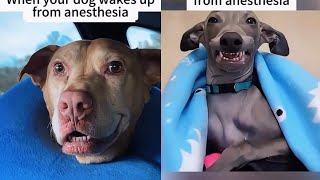 Dog anesthesia - Dog Wake Up From Anesthesia