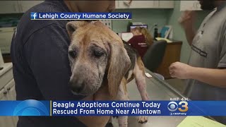 Beagle Adoptions Continue Today For Beagles Rescued From Home Near Allentown