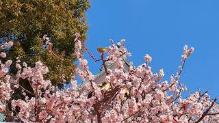 令和六年2月24日 湯島天神梅まつり メジロ