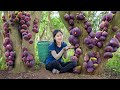 How To Harvest Rooted Fig Fruit Grow on Tree Truck to Sell | Ella Daily Life