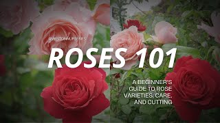 Roses 101: A Beginner's Guide to Rose Varieties, Care, and Cutting