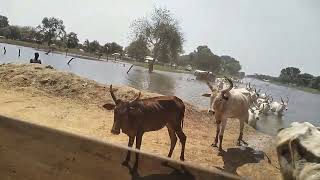 ARCHIVES: REMEMBERING THE 2024 FLOODS IN RUMBEK EAST COUNTY OF LAKES STATE - SOUTH SUDAN