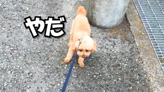 【なんで？】散歩中大粒の雨が降り出した時の犬の様子がこちら