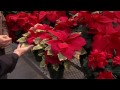 history of the poinsettia