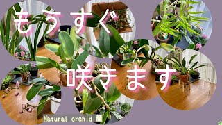 2021年1月6日　これから咲き始めるラン達　胡蝶蘭とシンビジュームの支柱たて　カトレアの蕾　吊りカゴ胡蝶蘭　大輪胡蝶蘭の蕾