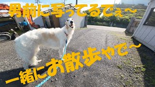 ハク君と一緒にお散歩🐕😄🎵　Walking with Haku-kun