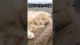 寝ぼけてニヤニヤ笑ってる猫がこちら...#shorts