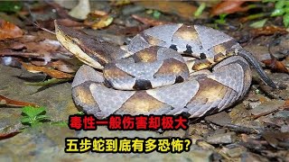 毒性一般伤害却极大，五步蛇到底有多恐怖？为何被称为烂肉王？