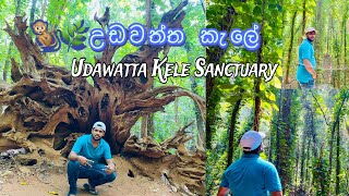 Episode 09- උඩවත්ත කැලේ අපිට බලන්න තියෙන දේවල් l Udawtta kale