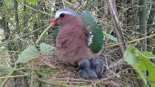 Playtube Pk Ultimate Video Sharing Website