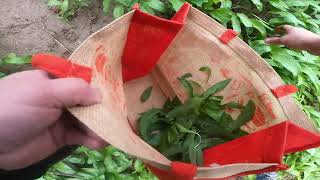 Foraging wild bear's garlic - recipe! Swiss country life