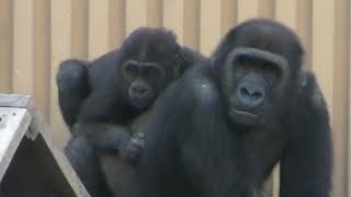 Younger brother Kintaro rides on Gentaro's back 💗 Gentaro is a guardian [Kyoto City Zoo]