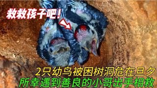 两只幼鸟被困树洞危在旦夕，善良小哥及时出手相救，结局特别暖心