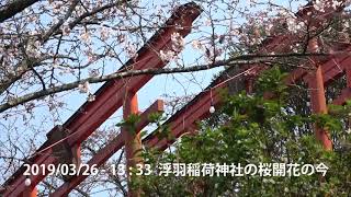 うきはかいねっと　道の駅観光案内所より、浮羽稲荷神社の桜開花の今を紹介です。　2019/03/26