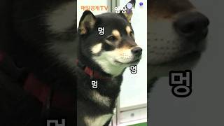 '개판이네?' 반려견 반, 사람 반! 2024 마이펫페어 #shorts #dog