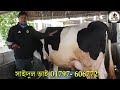 সাইদুল ডেইরি ফার্ম থেকে সরাসরি বড় বড় দুধের গাভী দেখুন। সরাসরি এসে দেখে গাভী কিনুন