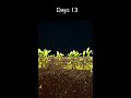 growing dragonfruit plant from seed greentimelapse gtl timelapse