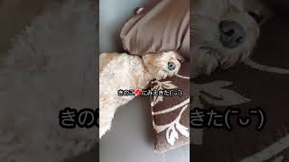 愛犬の頭が💦きのこの頭にみえてきました#shorts #おもしろ動画 #犬 #ミックス犬#犬動画