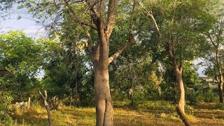 කතරගමින් පර්චස් 33 ක් ලක්ශ 23 ට land for sale at kataragama