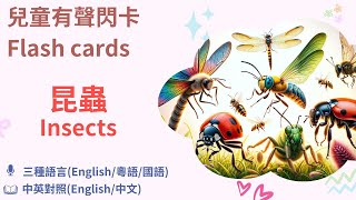 初級英文單字閃卡-昆蟲篇 Insects | Junior English flash card [英文/中文 | 英語/粵語/國話] 兒童英文學習 Primary English Learning