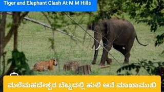 M M Hills WildLife | ಹುಲಿ ಮತ್ತು ಆನೆ ಮುಖಾಮುಖಿ | Tiger and elephant face to face #elephant #tiger