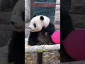 恼人的一阵风 把牙给呲的 panda 大熊猫 一方水土养一方熊猫 cute 熊