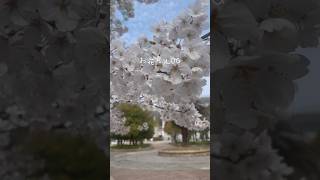 お花見VLOG(大阪/長居公園)#shorts #お花見 #桜 #大阪 #子育て #長居公園