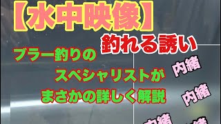 【水中映像】釣れる誘い！スペシャリストがまさかの詳しく解説！