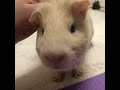 かまってほしいモルモット、だいこうふん！🐹🌟3歳 shorts guineapig 天竺鼠