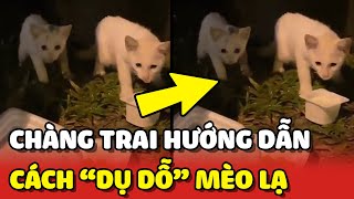 Bắt gặp 3 BÉ MÈO CON ở công viên và cách \