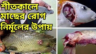 মাছের রোগ কিভাবে সহজে নির্মূল করবেন শীতকালে জেনে নিন এই ভিডিওতে। মাছের রোগের সহজ চিকিৎসা অল্প খরচে।